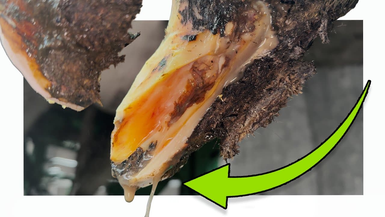 TOE DECAY of a HOOF isn’t pretty!