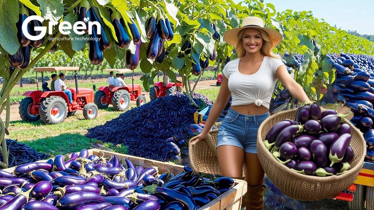 Eggplant cultivation in greenhouses - Modern greenhouse agricultural technology