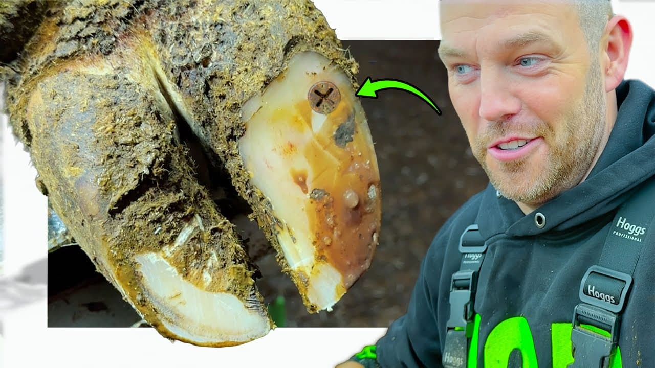 5.32 Billion Views ... This is THE HOOF GP!!!