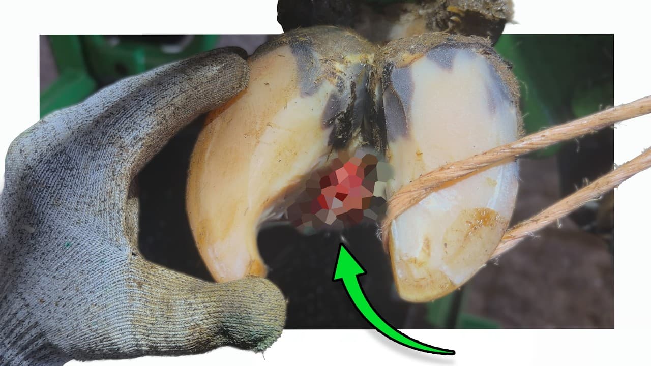 this INTERDIGITAL TYLOMA is a REAL PROBLEM