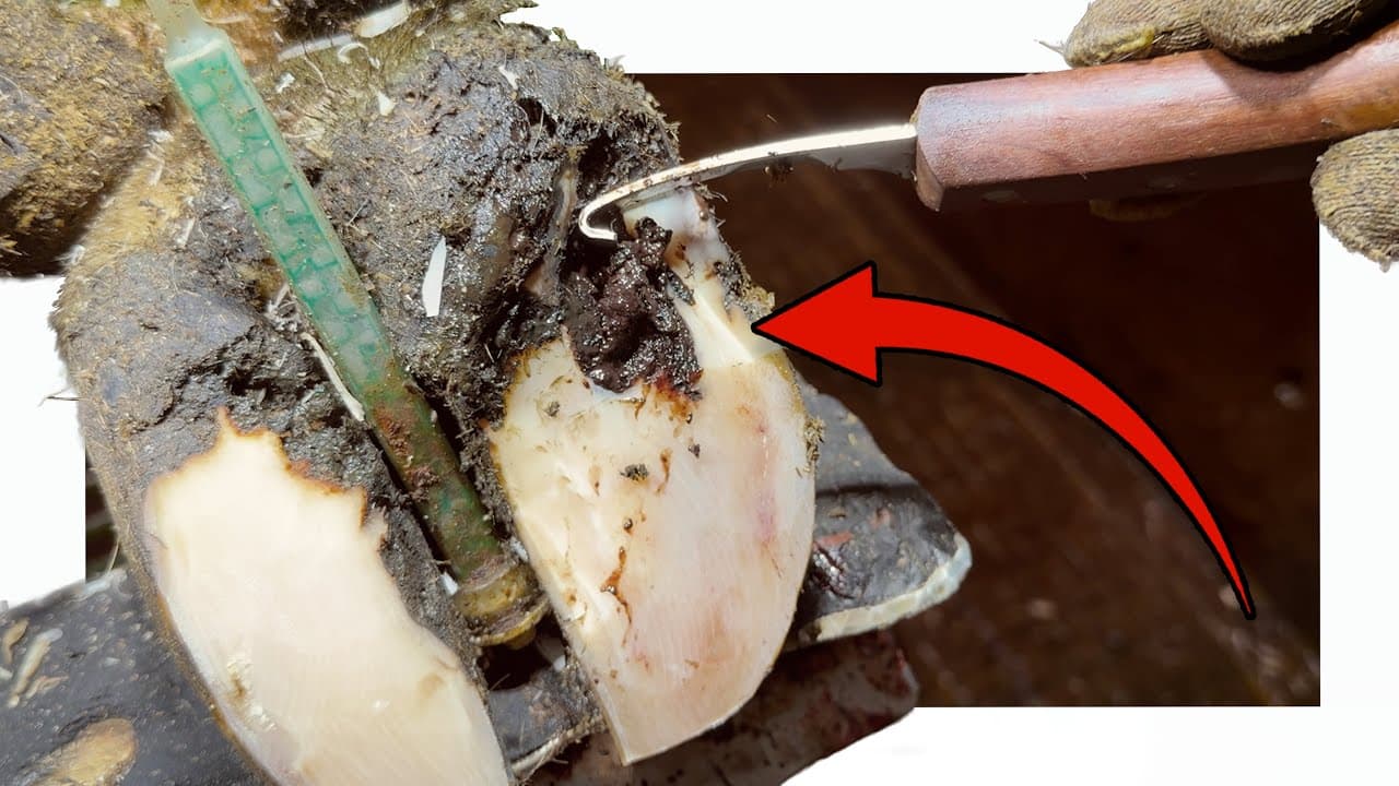 this BLACK, FOUL SMELLING HOLE needed stripped back