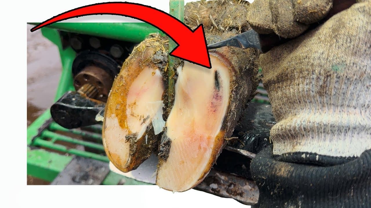 Will This Cow’s Hoof Erupt?!?