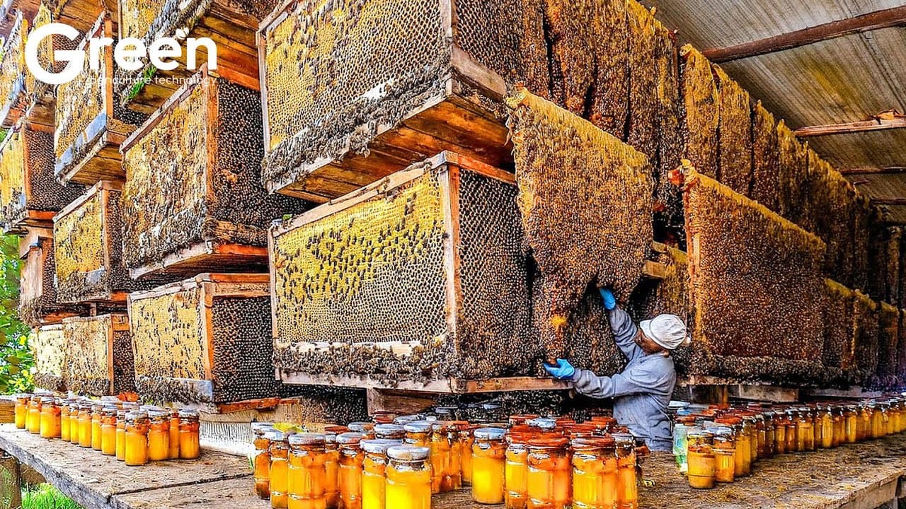 Bee Farming - How US Farmer Millions Tons Of Honey | Agriculture Technology