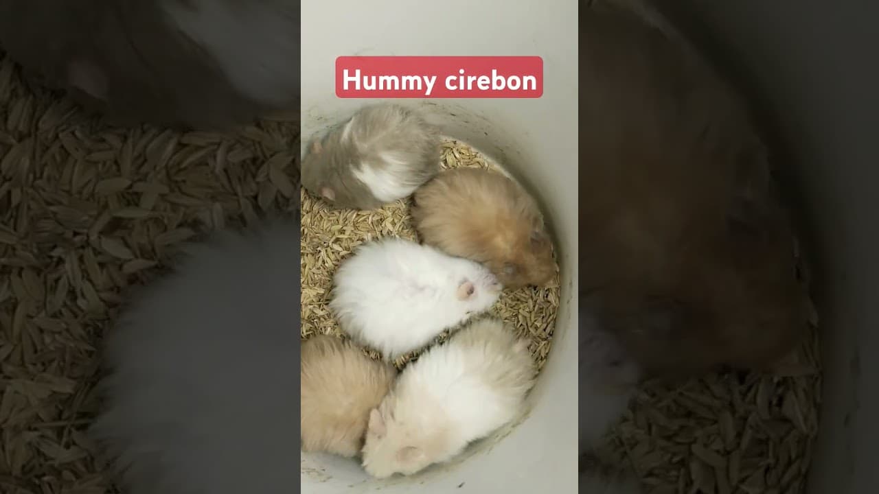 hummy cirebon #hamster #cirebon #hamstercirebon #ezhamstercirebon