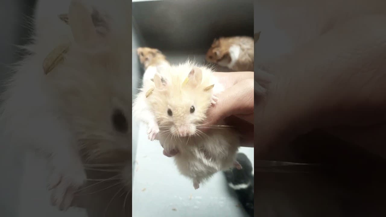 hamster terlucu dan terjelek. #hamster #hamstersyrian #hamsters
