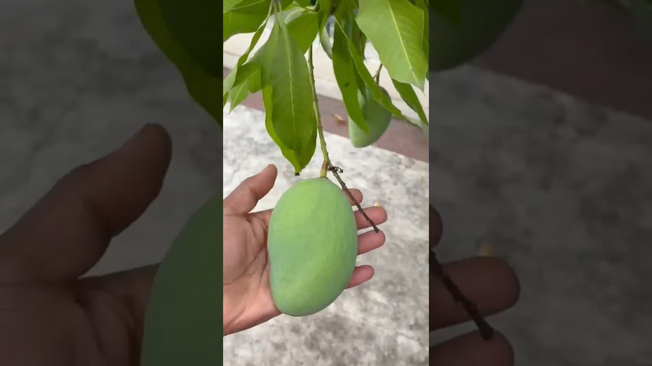 #Mango #Tree