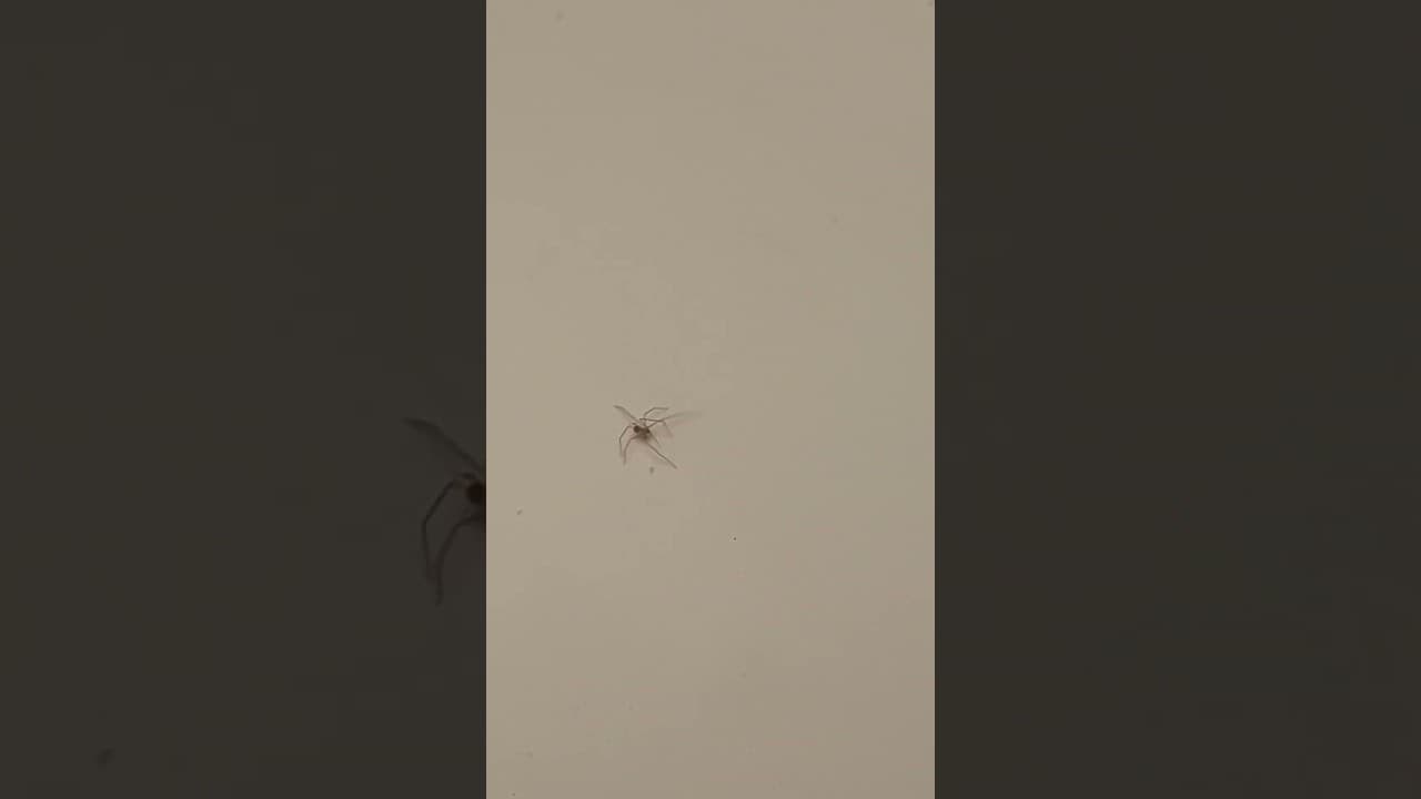 Anansi