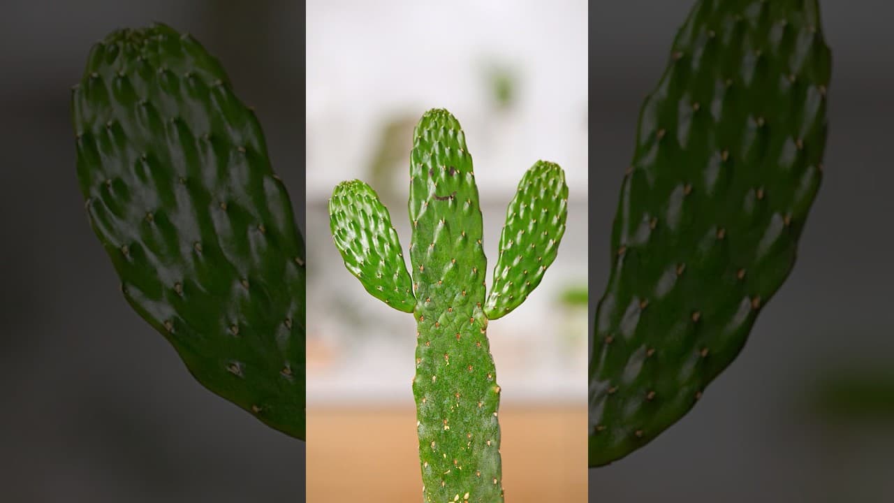 Pet Cactus